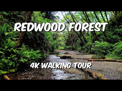 Exploring Fern Canyon: A Magical Redwood Forest Adventure #redwoodforest #redwoodnationalpark