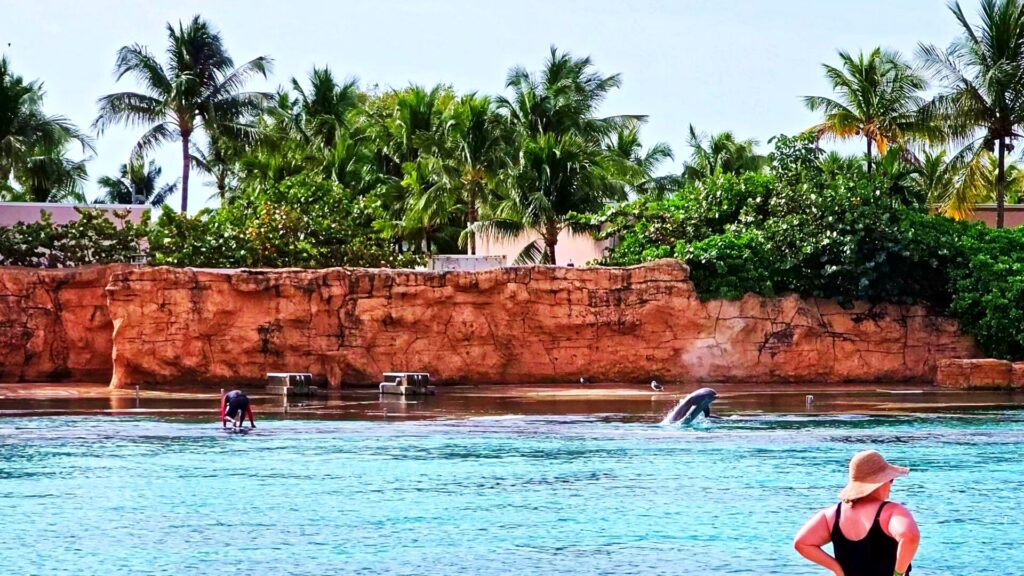 Dolphin Cay Beach Dolphins - Atlantis Bahamas Beaches Ultimate Guide