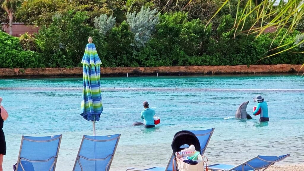 Dolphin Cay Beach Dolphins Feeding - Atlantis Bahamas Beaches Ultimate Guide