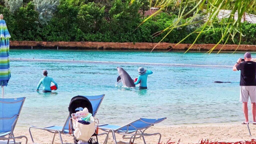 Dolphin Cay Beach Dolphins Trainers Feeding - Atlantis Bahamas Beaches Ultimate Guide