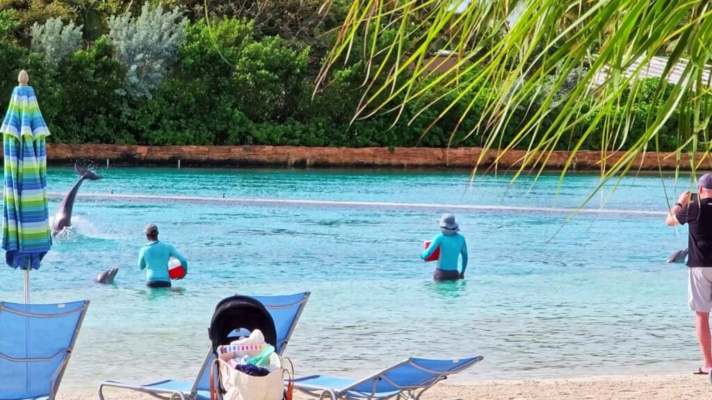 Dolphin Cay Beach Dolphins Jumping and Feeding - Atlantis Bahamas Beaches Ultimate Guide