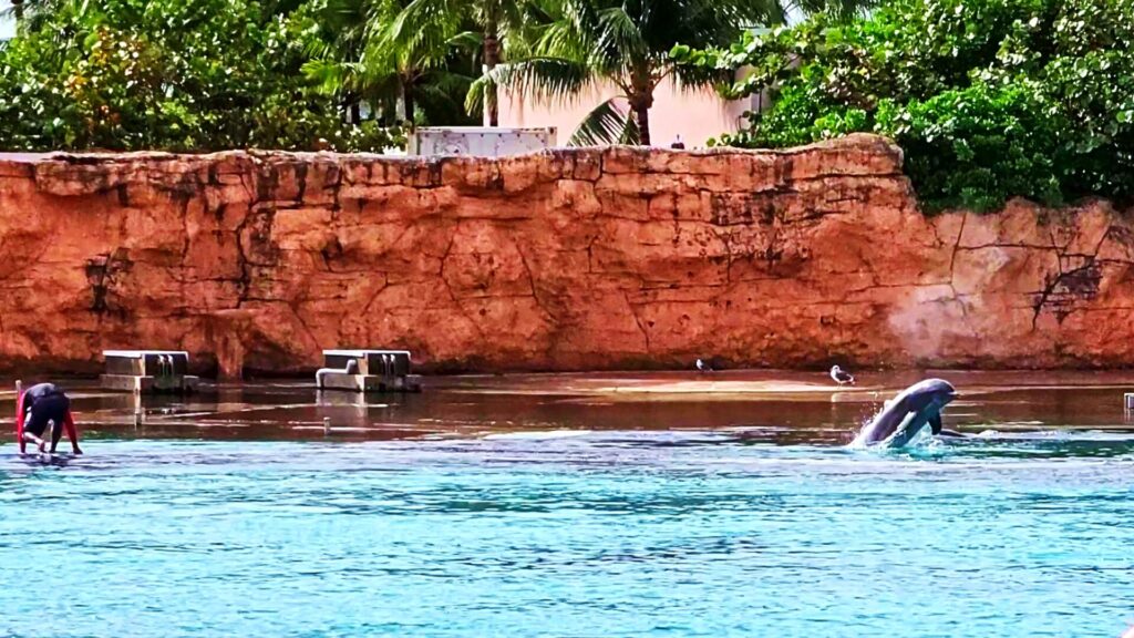 Dolphin Cay Beach Dolphins Jumping - Atlantis Bahamas Beaches Ultimate Guide