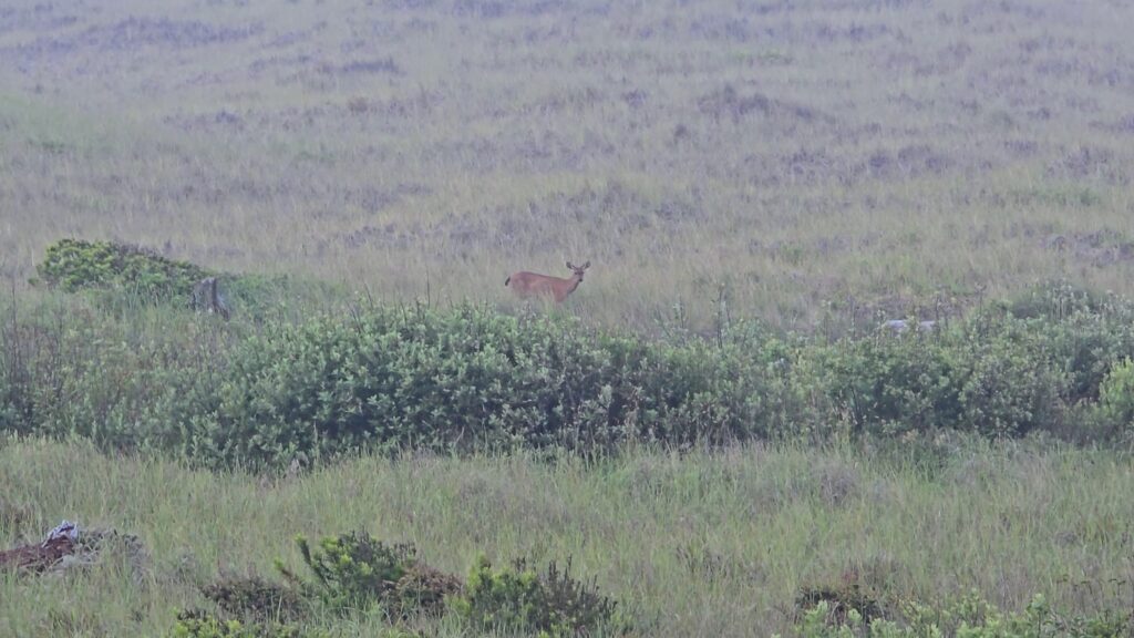 Quinault Beach Resort & Casino Thunderbird Suite Black-tail Deer