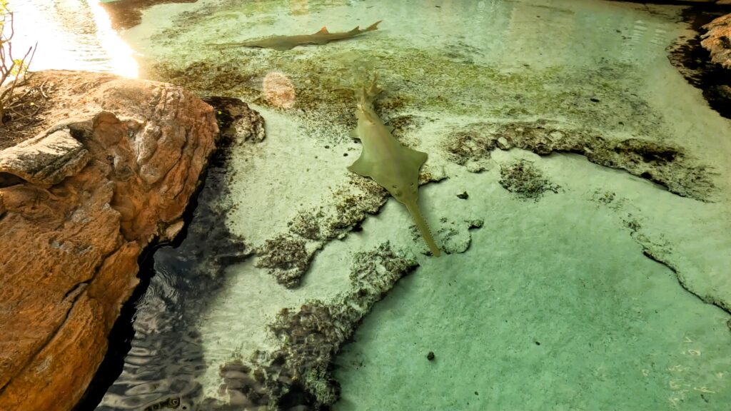 Atlantis Bahamas Aquaventure Sawtooth