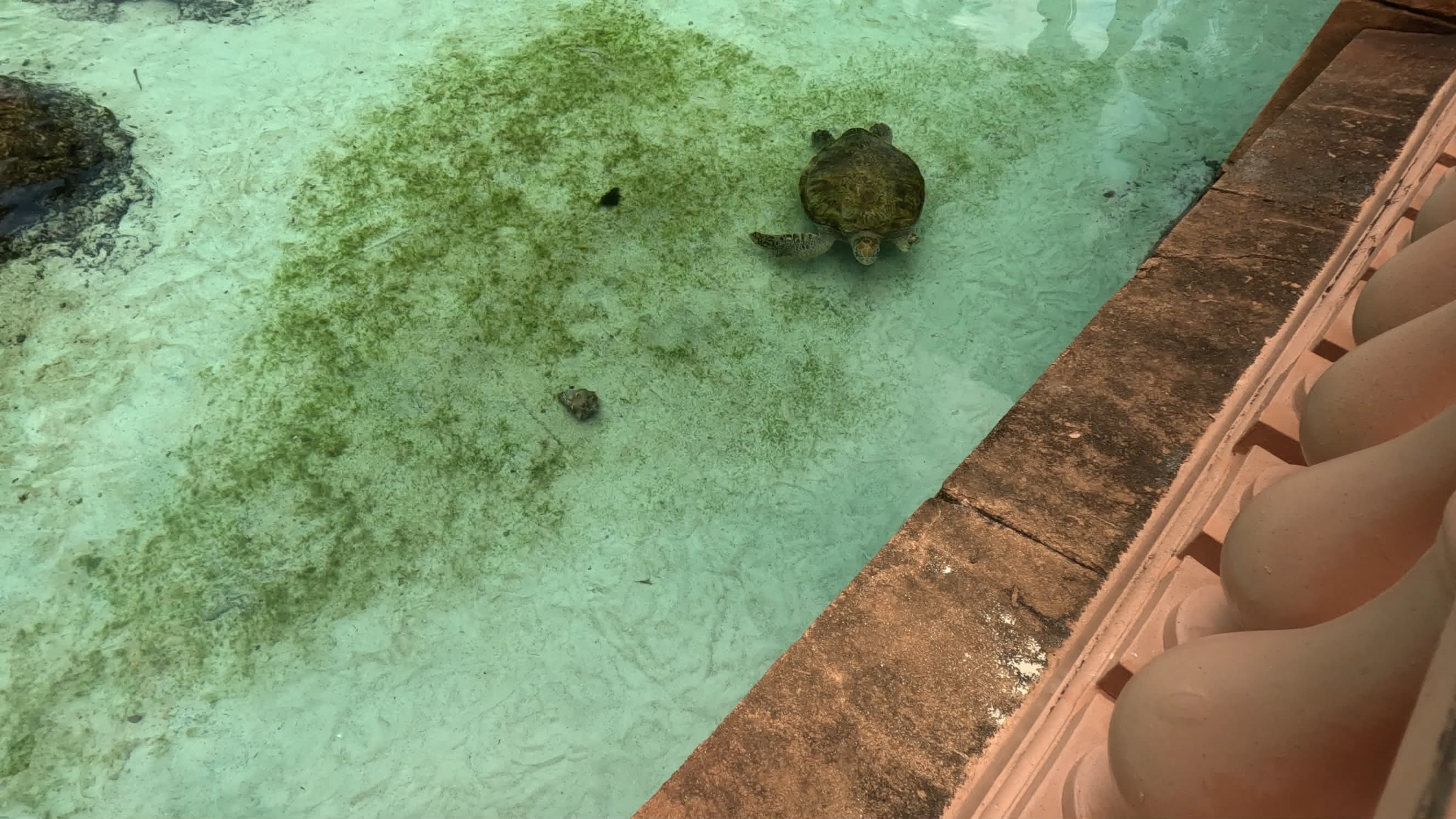 Atlantis Bahamas Aquaventure Sea Turtle