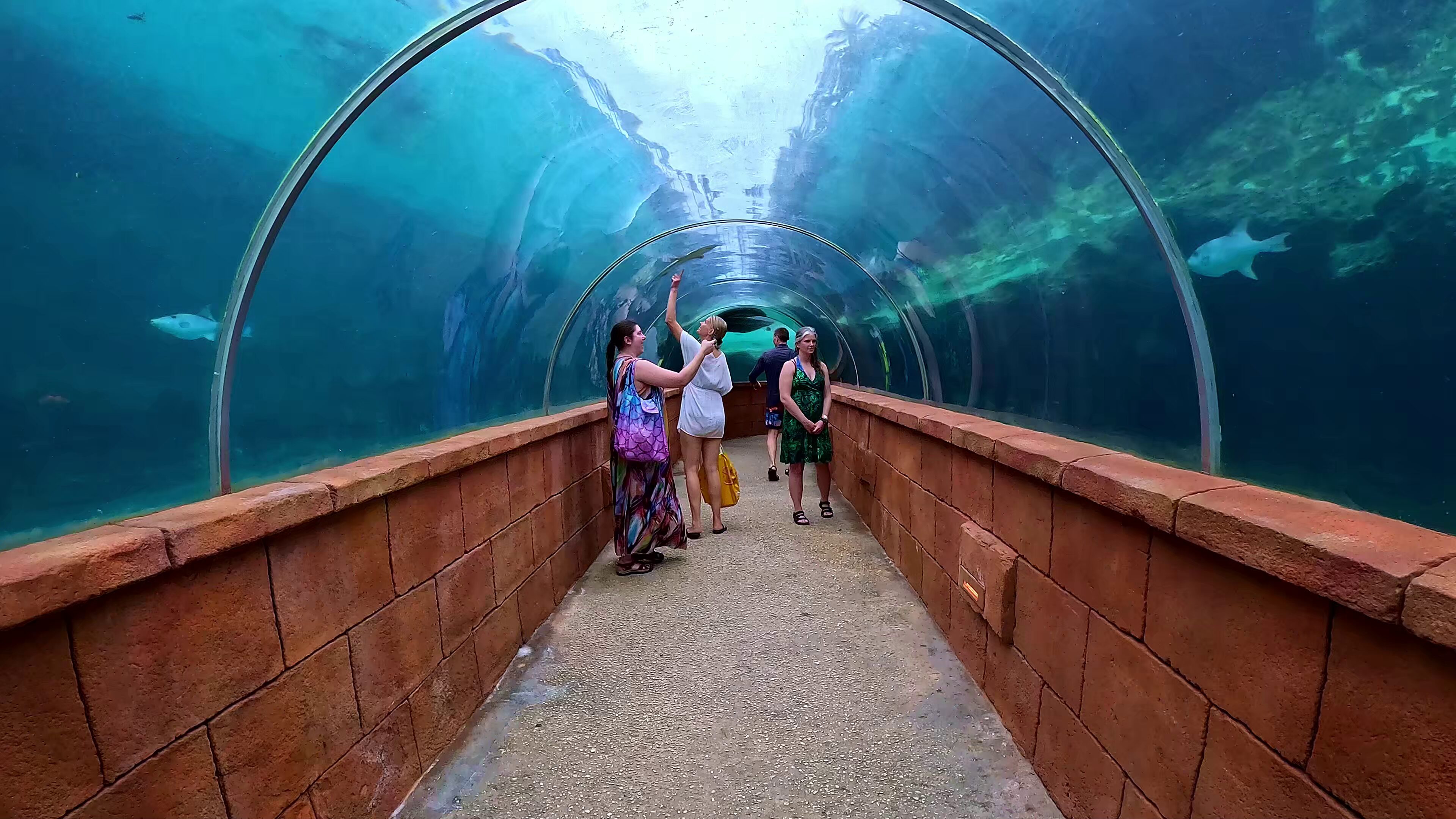 Predator Lagoon Tunnel - The Coral Atlantis Bahamas » Predator Lagoon Tunnel - The Coral Atlantis Bahamas